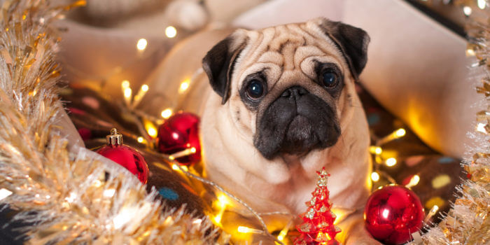 Dog-Ornaments-Christmas-Holiday-Gift-Pet-Texas-Humane-Heroes