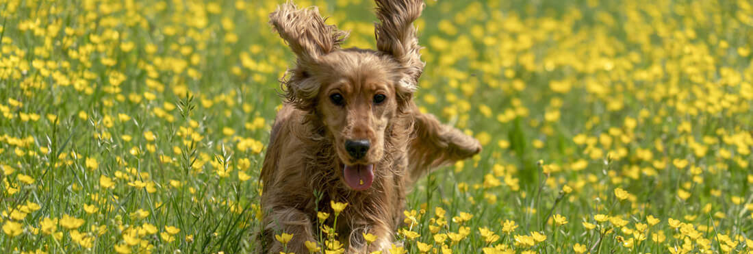 Dogs-Running-Dandelion-Field-Spring-Safety-Pets-Texas-Humane-Heroes