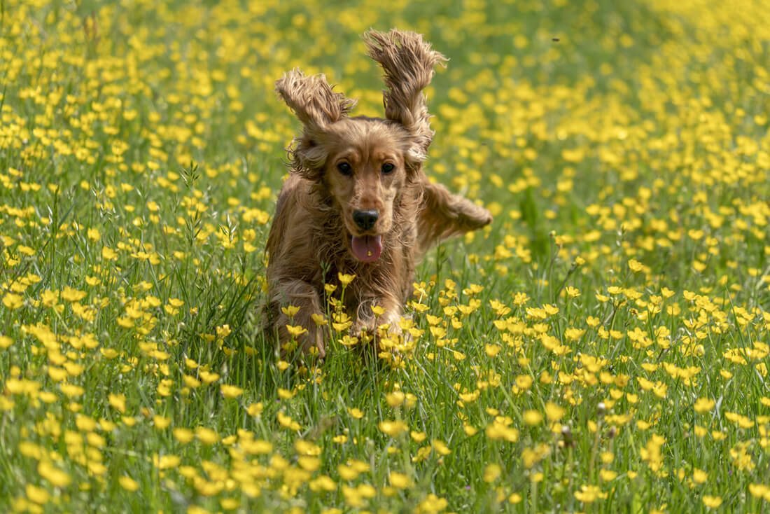 Dogs-Running-Dandelion-Field-Spring-Safety-Pets-Texas-Humane-Heroes