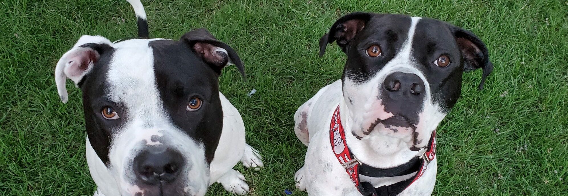 More Ways to Help Texas Humane Heroes