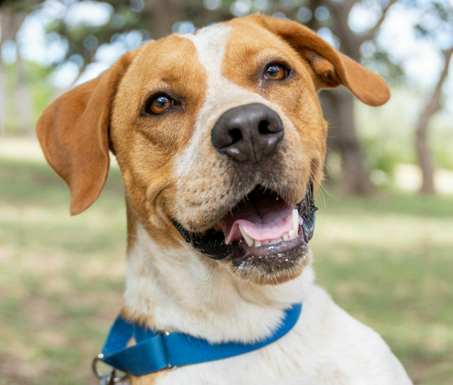 New Building Texas Humane Heroes