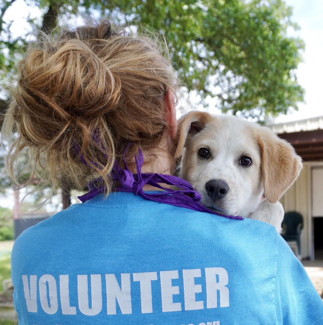 Animal Shelter Volunteer