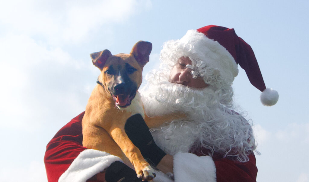 Santa Claus Rescue Dog