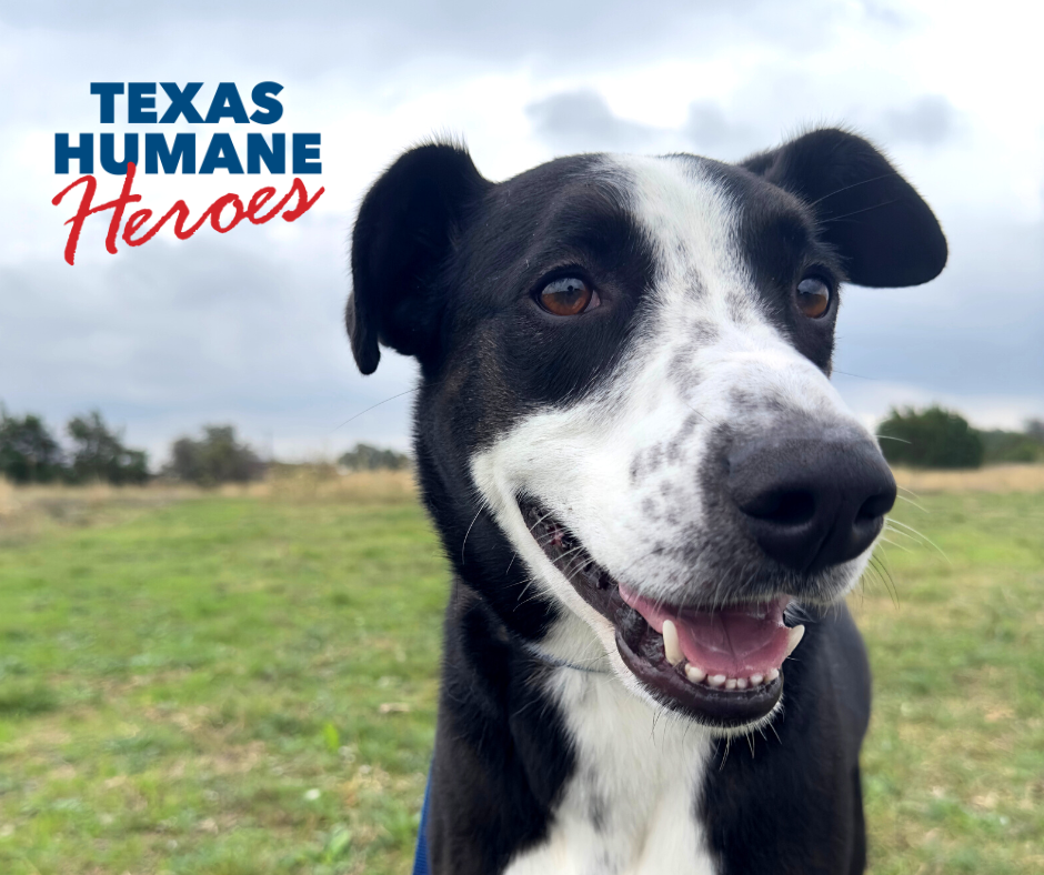 Home Texas Humane Heroes