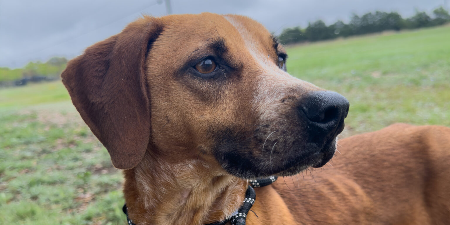 Atticus Rescue Dog Texas Humane Heroes