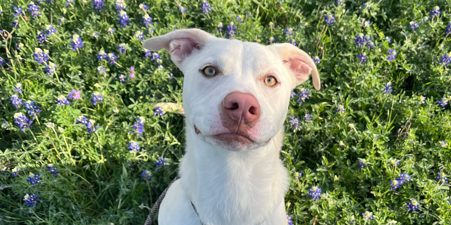 Loki Rescue Dog Texas Humane Heroes