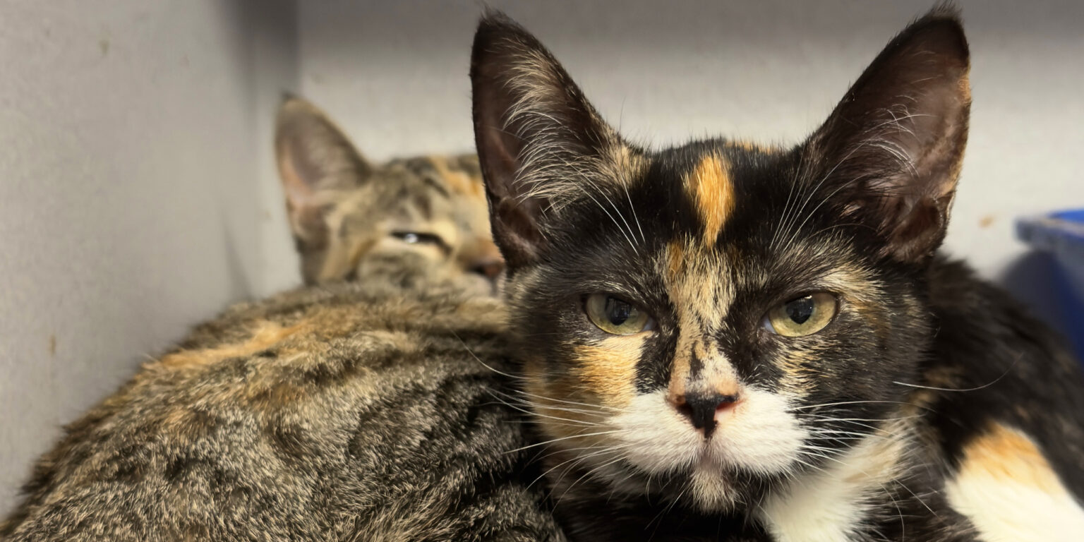 Eva Mila Adoption Cats Texas Humane Heroes