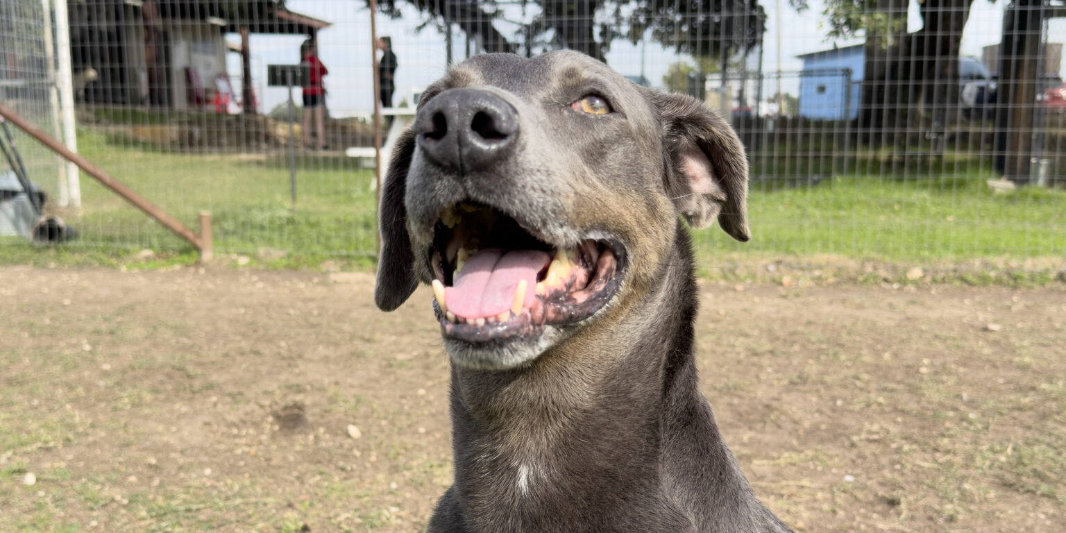 Hugo Texas Humane Heroes Dog Adoption