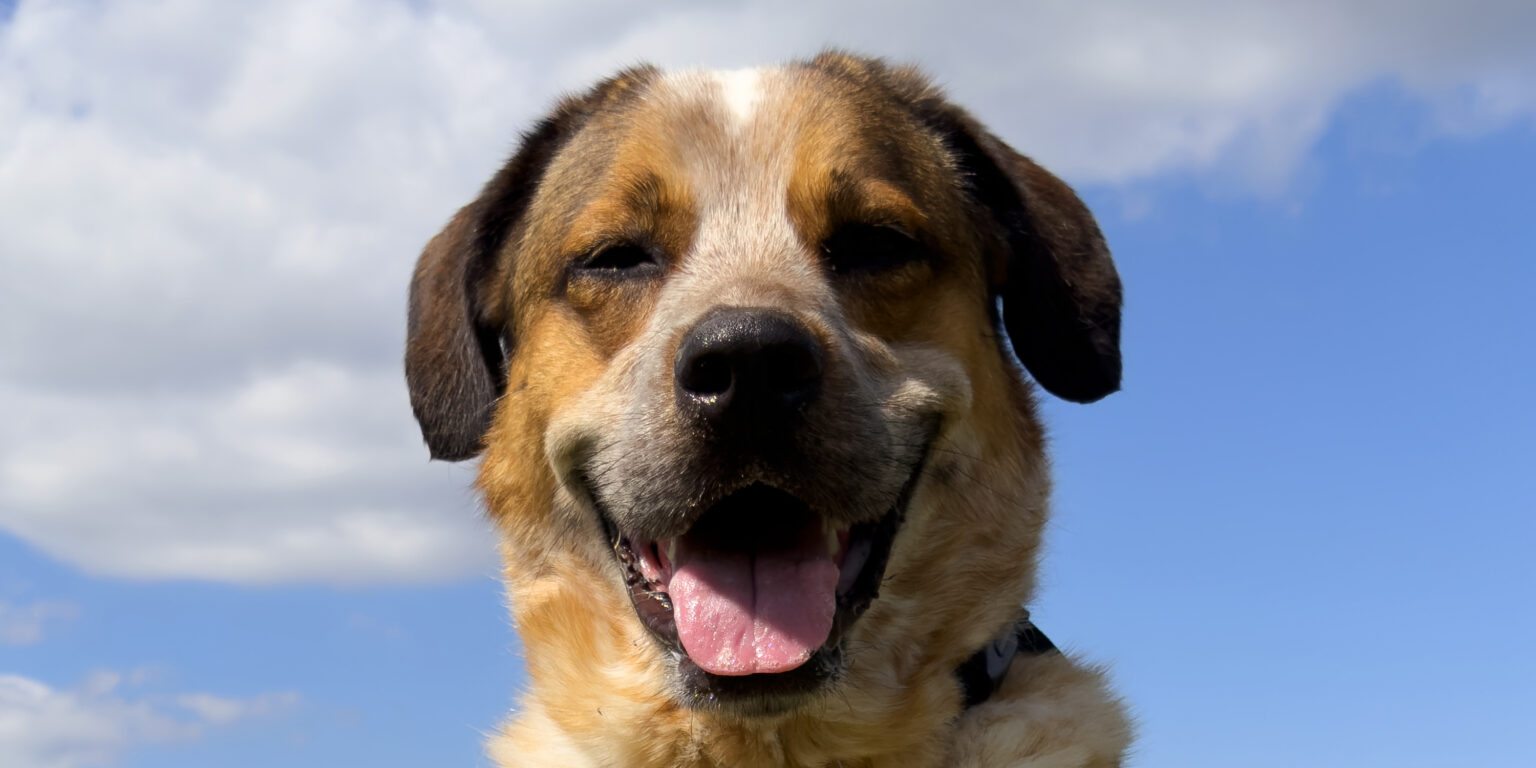 Kopper Rescue Dog Texas Humane Heroes