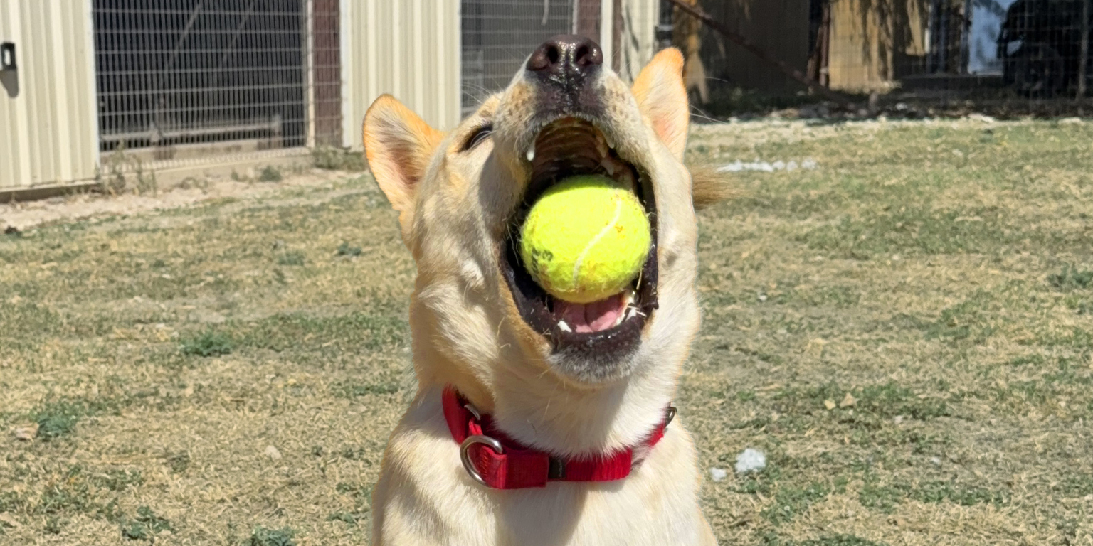 Marley adoptable dog texas humane heroes