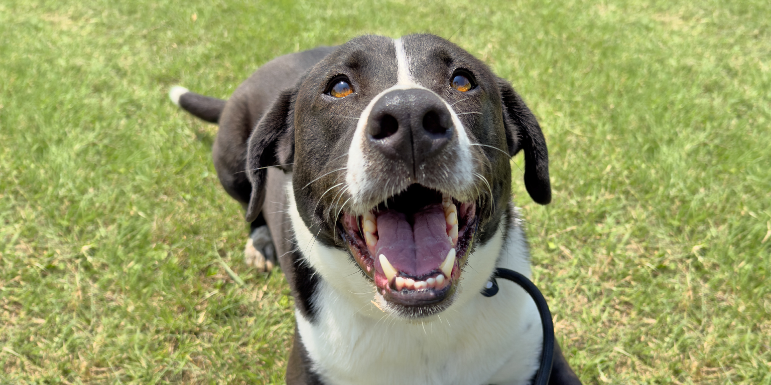 Oreo - adoptable dog from TXHH