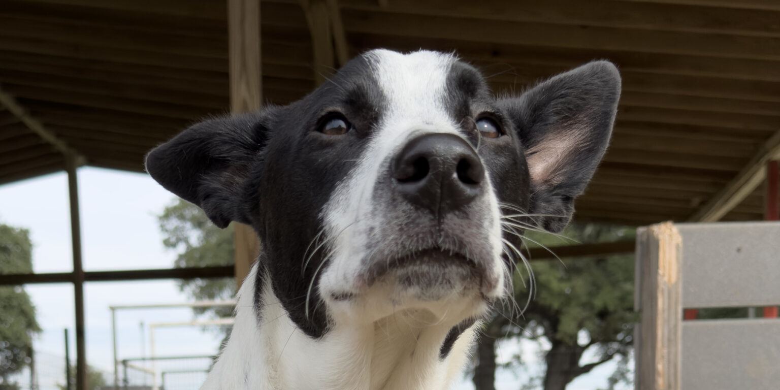 Ranger Dog Texas Humane Heroes Adoption