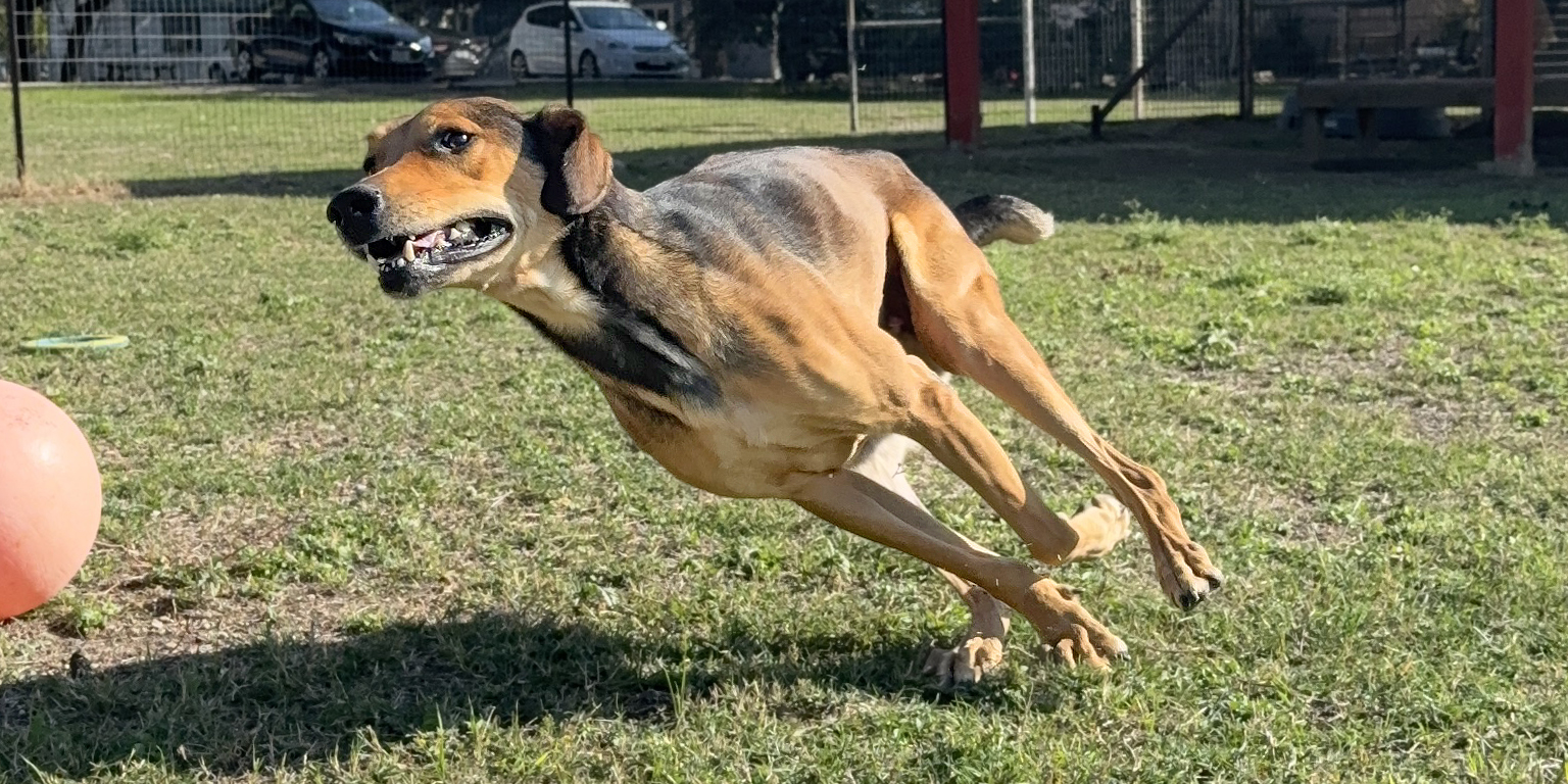 Russet adoptable dog Texas Humane Heroes