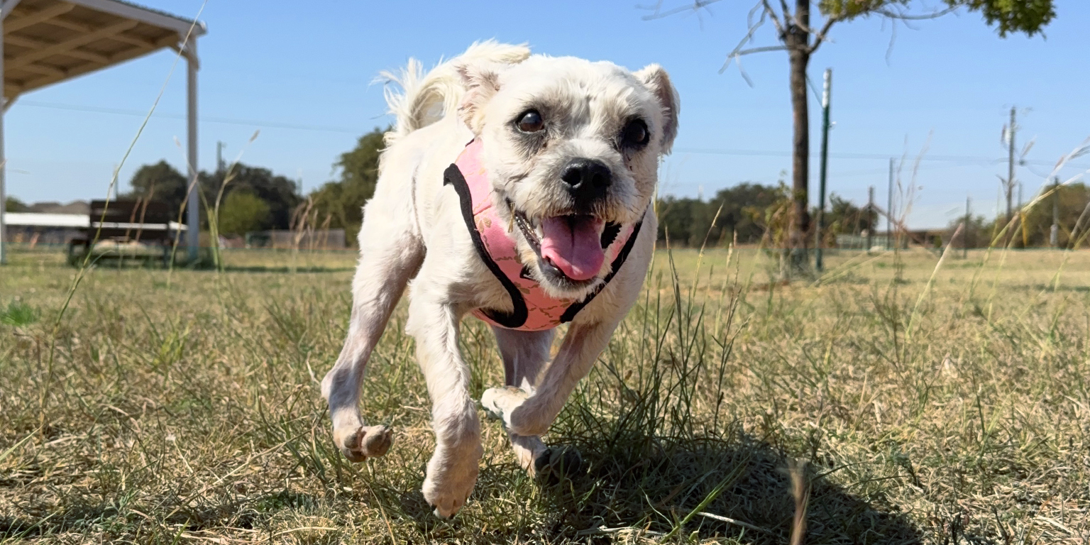 Tartan adoptable puppy texas humane heroes