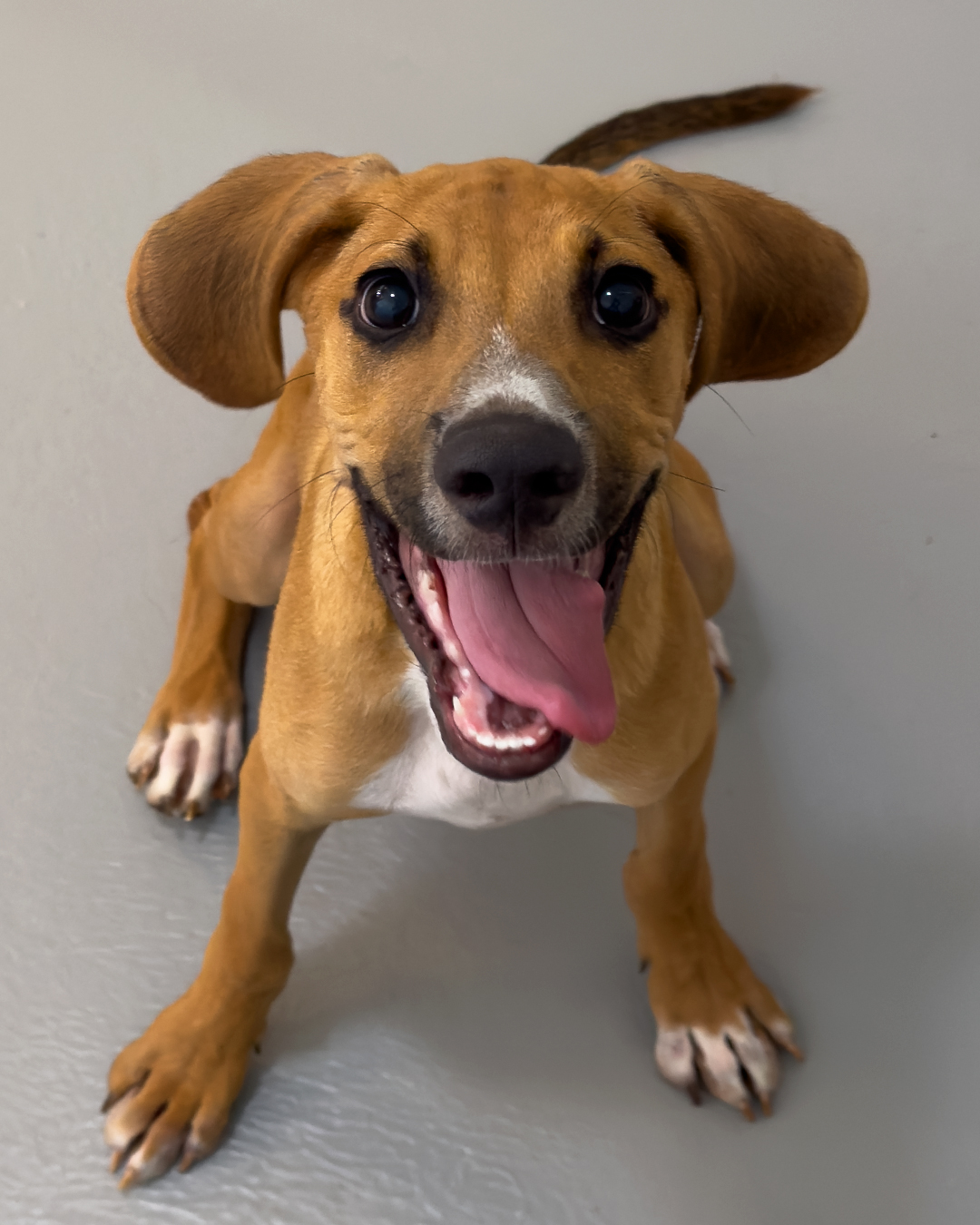 New Building Texas Humane Heroes